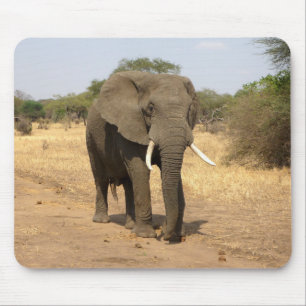 Mousepad animais, elefantes, natureza