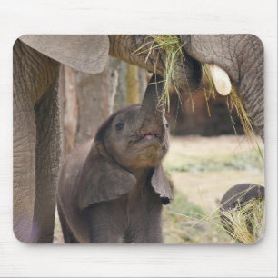 Mousepad animais, elefantes, natureza
