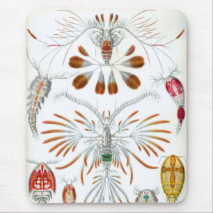 Mousepad Animais Marinhos Antigos, Copepoda por Ernst Haeck