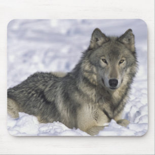 Mousepad Animais Na Neve