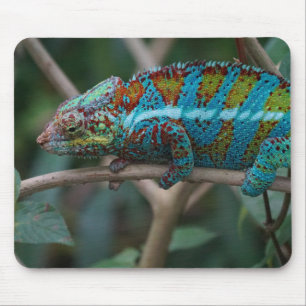 Mousepad Animais, Natureza, Répteis Imagens