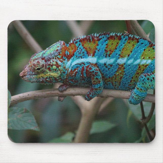 Mousepad Animais, Natureza, Répteis Imagens (Frente)