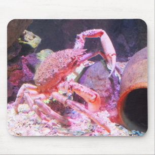 Mousepad Animal da aranha
