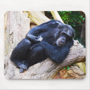 Mousepad Animal do chimpanzé