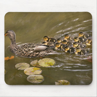 Mousepad Animal - Patos - Nadar como um pato