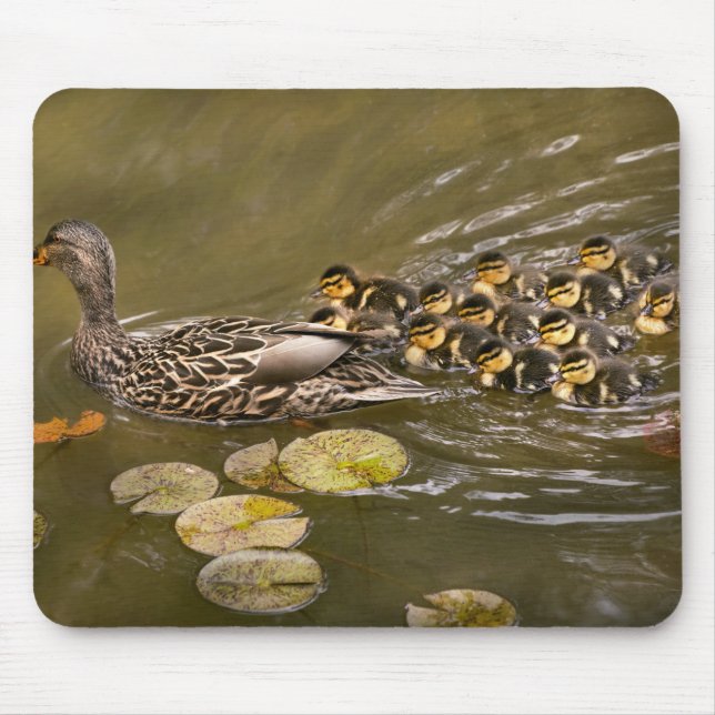 Mousepad Animal - Patos - Nadar como um pato (Frente)