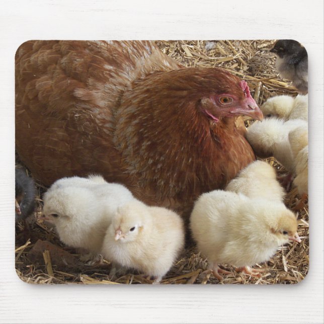 Mousepad animal, pintinho, frango, fazenda, fofo, pássaro,  (Frente)