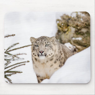 Mousepad Animal Selvagem Personalizado de Leopardo de Neve