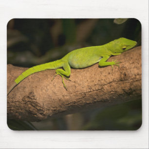 Mousepad Anole gigante jamaicana