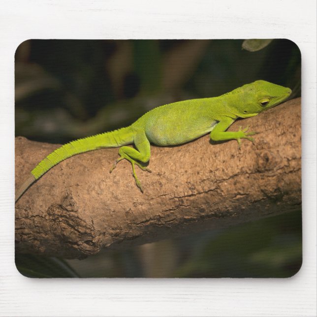 Mousepad Anole gigante jamaicana (Frente)