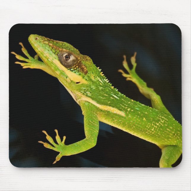 Mousepad Anole verde (Frente)