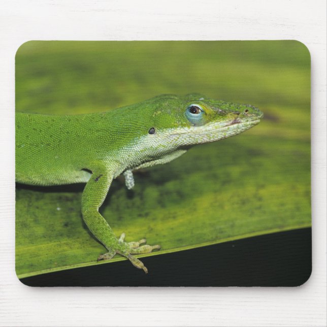 Mousepad Anole Verde, Anolis carolinensis, adulto na palma (Frente)