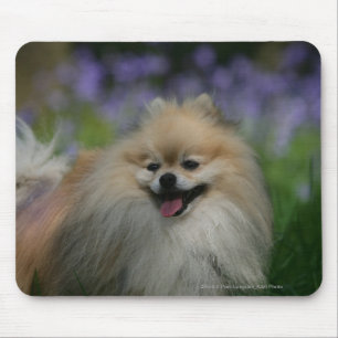 Mousepad Ânsia de Pomeranian