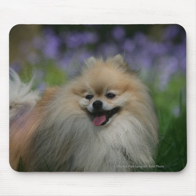 Mousepad Ânsia de Pomeranian (Frente)