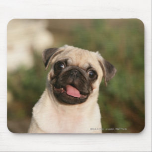 Mousepad Ânsia do filhote de cachorro do Pug da jovem cor