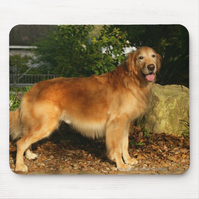 Mousepad Ânsia do golden retriever (Frente)