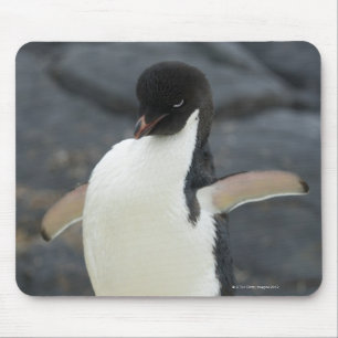 Mousepad Antárctico