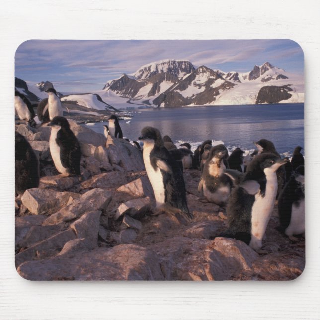 Mousepad Antártida, filhotes de pinguim Adelie (Frente)