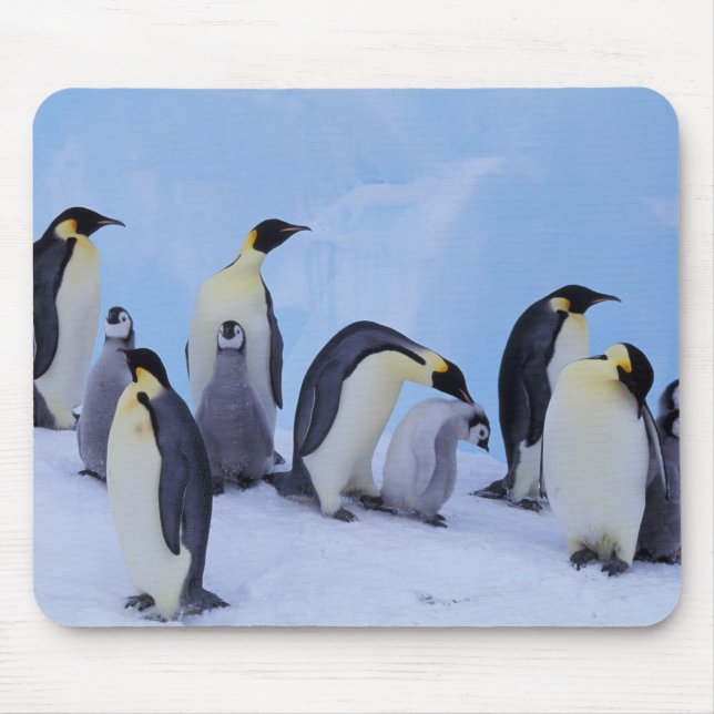 Mousepad Antártida, Pinguins Imperadores (Frente)