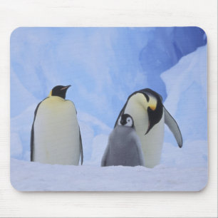 Mousepad Antártida. Pinguins-imperadores e filhote