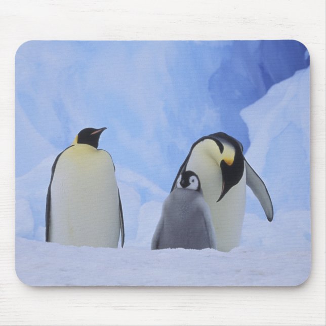 Mousepad Antártida. Pinguins-imperadores e filhote (Frente)