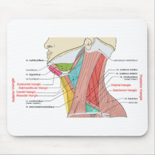 Mousepad Anterior Triângulo Posterior Anatomia do pescoço M