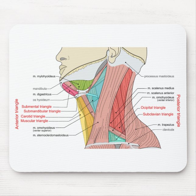 Mousepad Anterior Triângulo Posterior Anatomia do pescoço M (Frente)