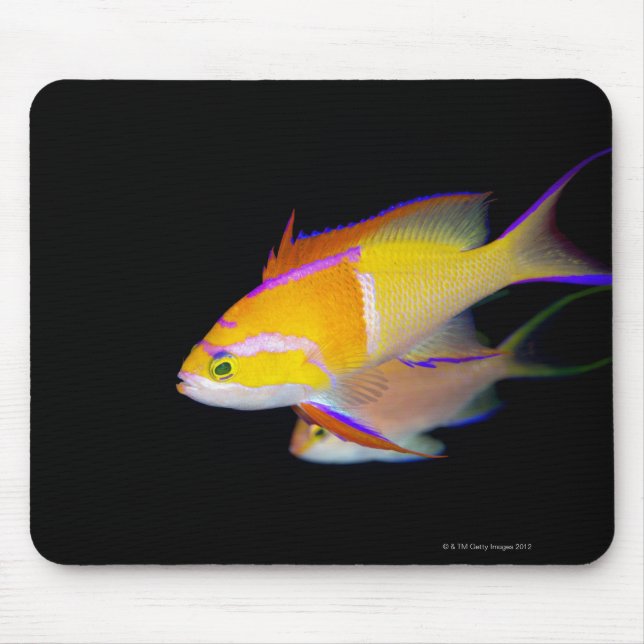 Mousepad Anthias Bar Branco (Frente)