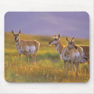 Mousepad Antílope americano em Montana