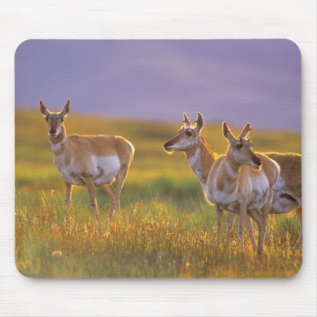 Mousepad Antílope americano em Montana (Frente)