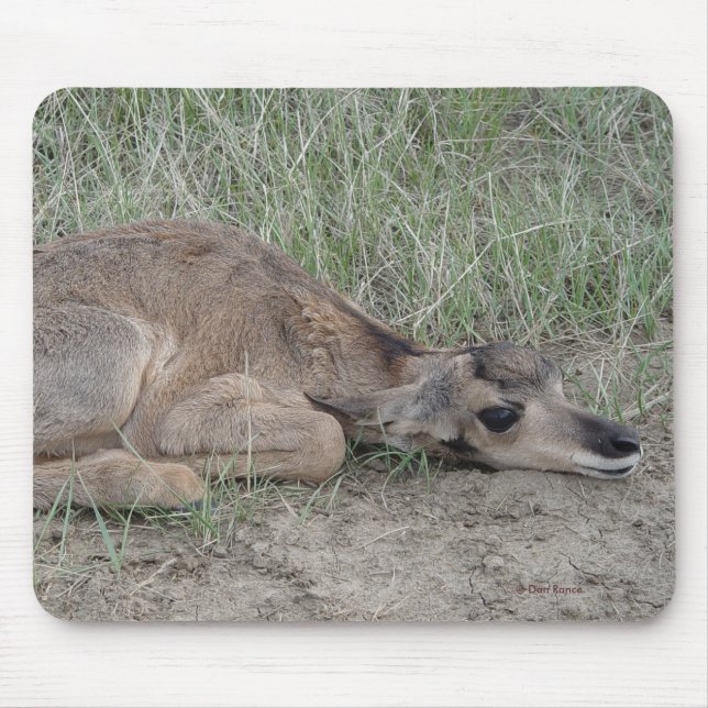 Mousepad Antílope de Pronghorn do bebê A6 (Frente)