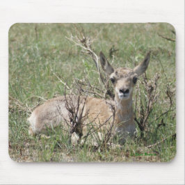 Mousepad Antílope de Pronghorn do bebê A7