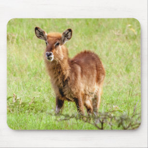 Mousepad Antílope novo Waterbuck das imagens Brown de