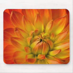 Mousepad Apertado em fotografias de flor de Dalhia com a