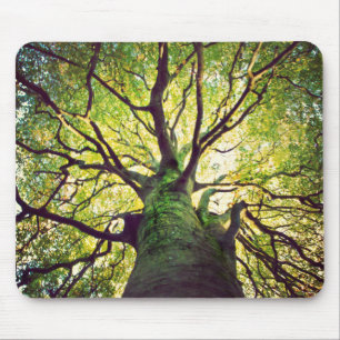 Mousepad Aperto da árvore