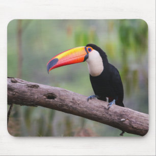 Mousepad Aqui estão os tucanos, tucanos, tucanuçu