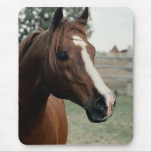 Mousepad Árabe em Pasture