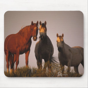 Mousepad Árabes no por do sol