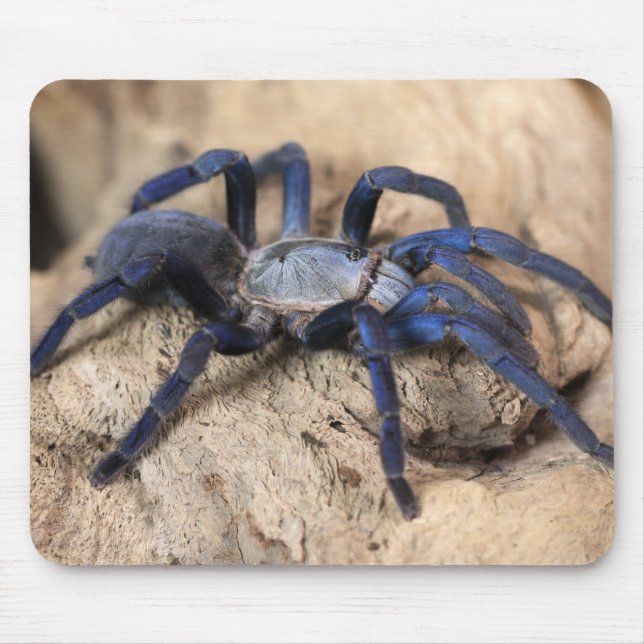 Mousepad Aranha de Tarantula Azul Cobalto (Frente)