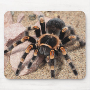 Mousepad Aranha de Tarantula do Joelho Vermelho Mexicano