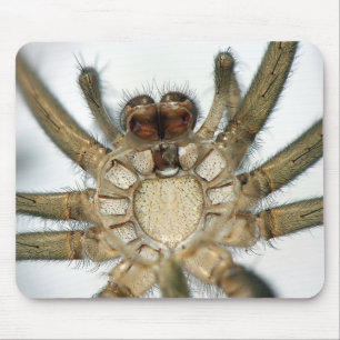 Mousepad aranha do exoskeleton