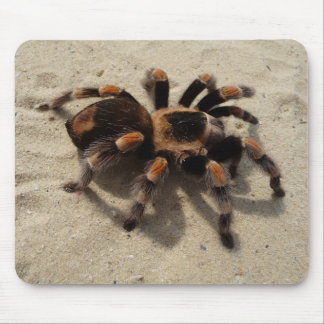 Mousepad Aranha do Tarantula de Flameknee do mexicano