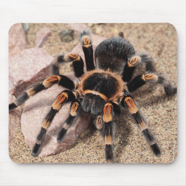 Mousepad Aranha Vermelha Mexicana Tarantula (Frente)