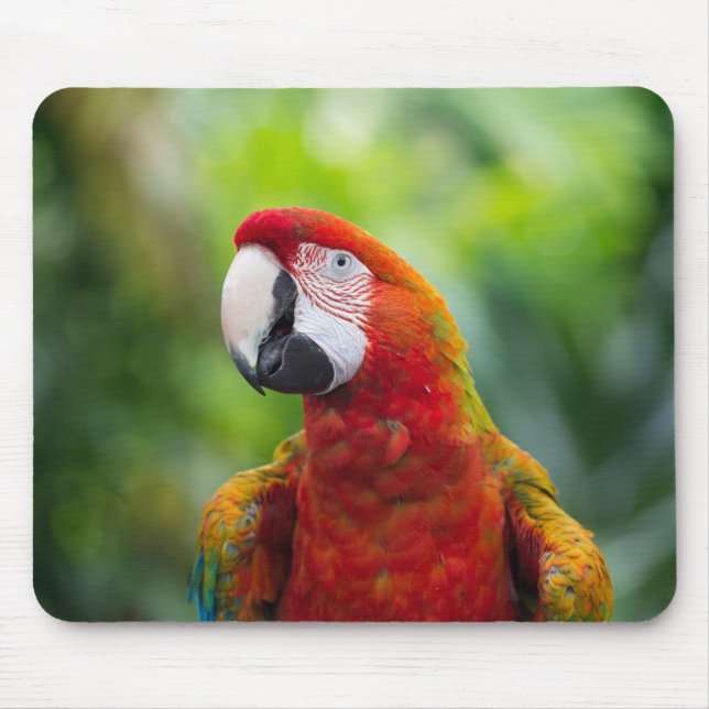 Mousepad arara, pássaro, animal (Frente)
