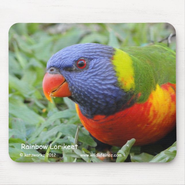 Mousepad Arco-íris Lorikeet (Frente)
