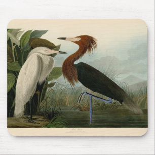 Mousepad Arte de Pássaro: Gravura do Garça Roxa de Audubon: