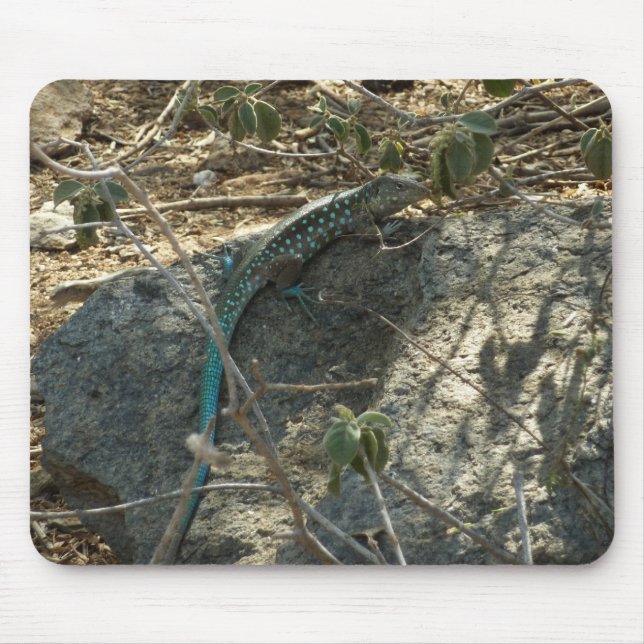Mousepad Aruban Whiptail Lizard Fotografia Animal Tropical (Frente)