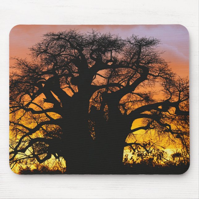Mousepad Árvore baobá africana, Adansonia digitata, (Frente)