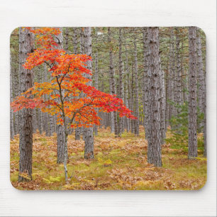 Mousepad Árvore de bordo com cores de outono