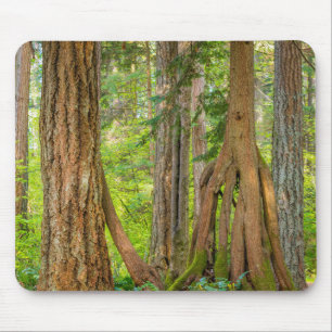 Mousepad Árvore de Cedro Vermelho Ocidental Estado de Was